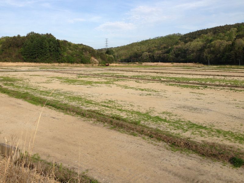 8. a field decontaminated  by government.jpg