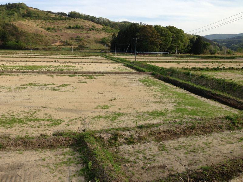 9. a field decontaminated  by government.jpg