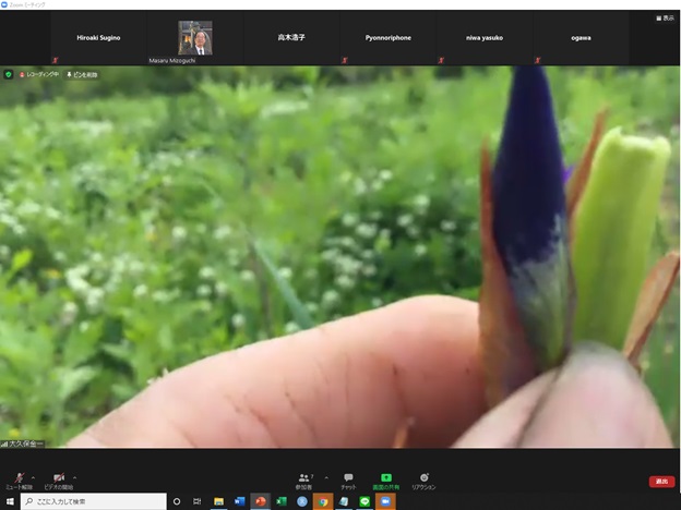 online_flower_walk_15.jpg