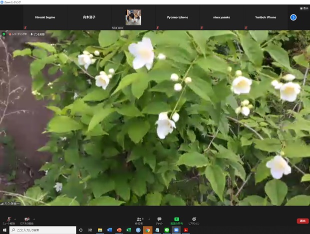 online_flower_walk_28.jpg