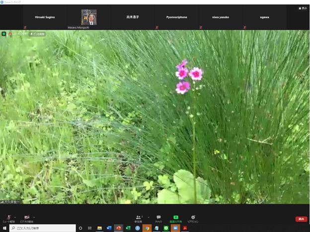 online_flower_walk_22.jpg